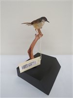 藏品(灰頭鷦鶯)的圖片